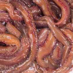 No Brand Appâts Vivants De Pêche En Mer - Vers Mourons (Pistiches) X6/7